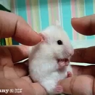 Test Video